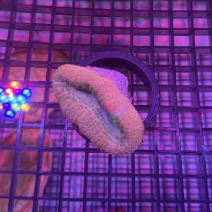 �ϥʥ������󥴡���åɡ���[No.240C]