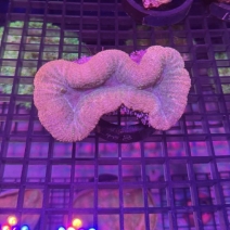 �ϥʥ������󥴡���åɡ���[No.240B]