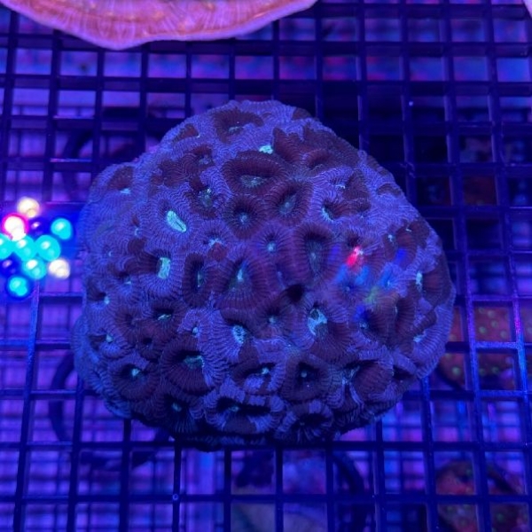 �����ᥤ�����ѡ��ץ롡[No.82]