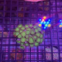 �ܥ���ݥ�ס��᥿���꡼����6��8cm��[No.71]