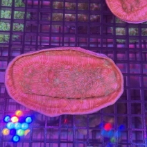 ���å����󥴡���åɡ���[No.152��G]