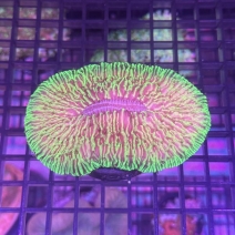 �����ӥ饤�������꡼��[No.120]