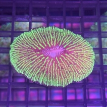 �����ӥ饤�������꡼�󡡡�[No.64]