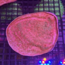 ���å����󥴡���åɡ�[No.152��E]