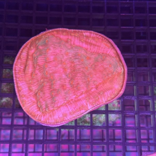 ���å����󥴡���åɡ���[No.152]