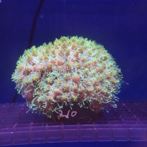 ���ꥹ���륳����롡[No.210]