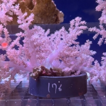 ���¥ߥȥ������ԥ󥯡���8��12cm��[No.176]