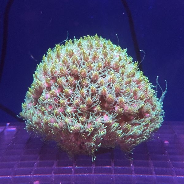 ���ꥹ���륳����롡[No.208]