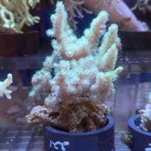 �ȥ��������꡼����5��7cm��[No.221]