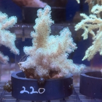 �ȥ��������꡼����4��6cm����[No.220]