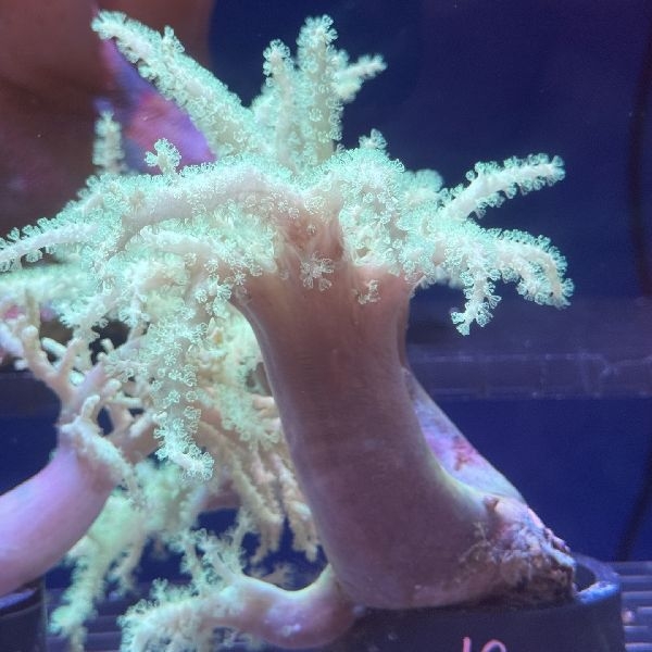 ��ʥ������ȥ��������꡼����7��10cm��[No.190]