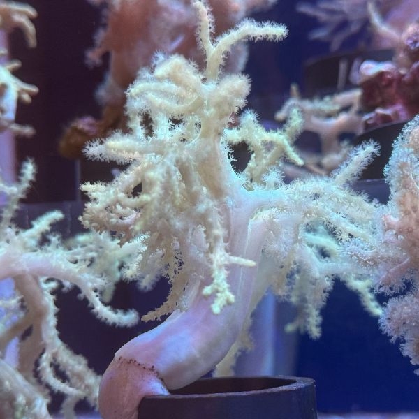 �ȥ��������꡼����6��10cm��[No.225]