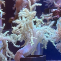 �ȥ��������꡼����6��10cm��[No.225]