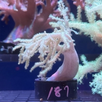 ��ʥ������ȥ��������꡼����6��8cm��[No.187]