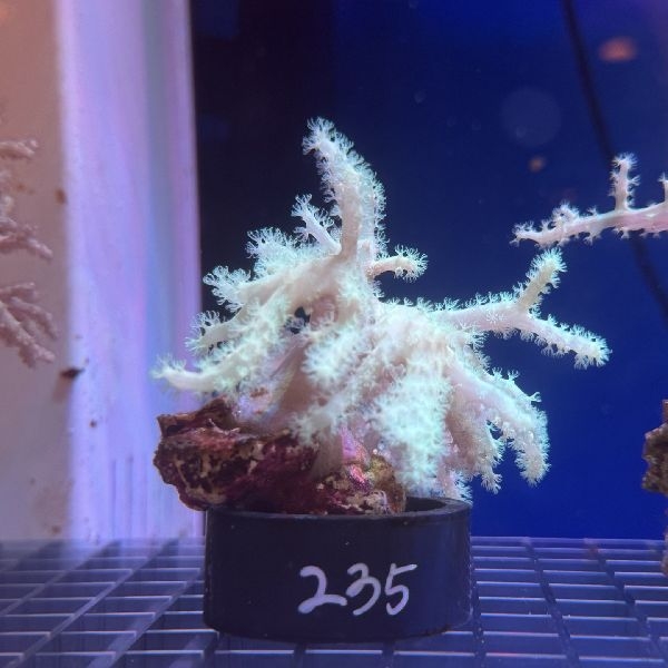 �ȥ��������꡼����4��6cm��[No.235]