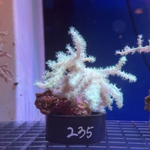 �ȥ��������꡼����4��6cm��[No.235]