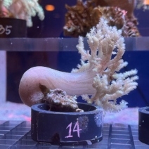 ��ʥ������ȥ�������5��7cm����[No.14]