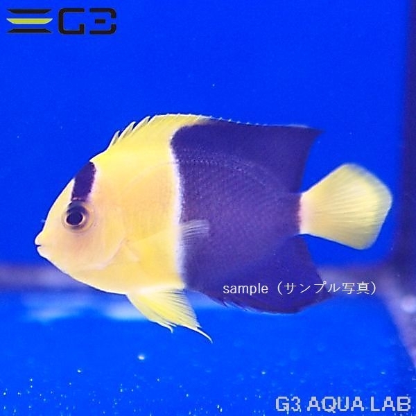 ソメワケヤッコ 約5〜7cm