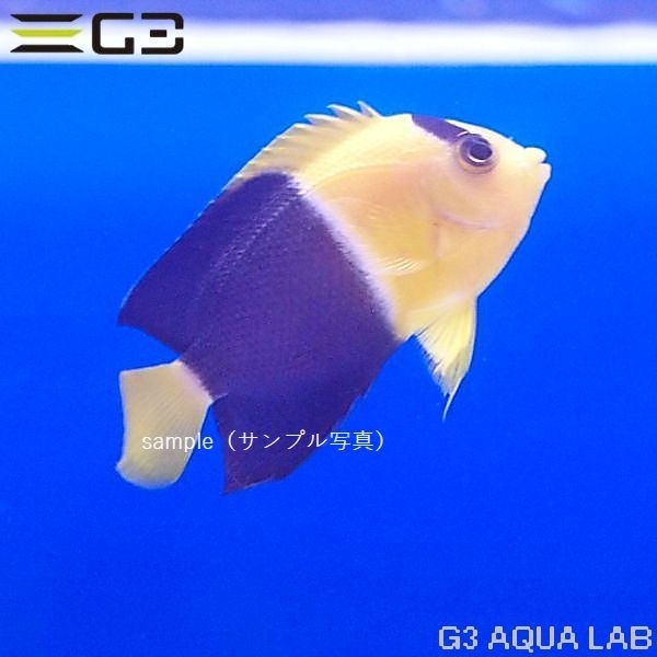 ソメワケヤッコ 約5〜7cm