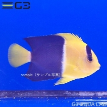 ����辰��å�����5��7cm
