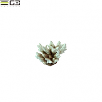 󥹥 ZEST ץꥫ󥴡S-11[4934743012210]