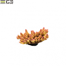 ���󥹥� ZEST ��ץꥫ���󥴡�L-8��[4934743012265]